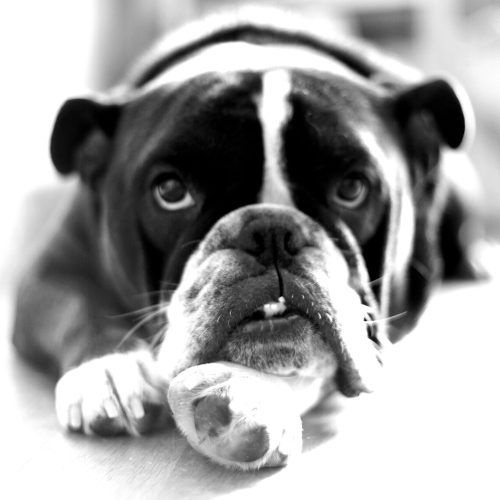 Intolerance & Sensitivity Test - Digital File No Kit