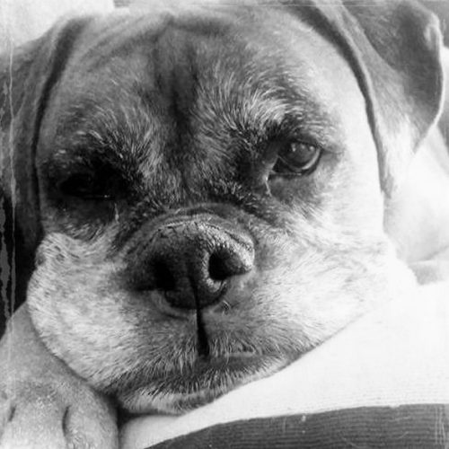 Intolerance & Sensitivity Test - Physical Kit